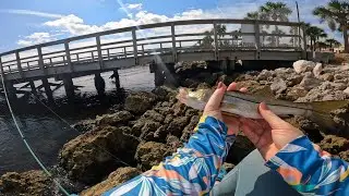 Catching all the small fish under the MacDill AFB pier.