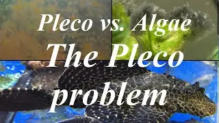 Can plecos solve your algae issues? Are they the solution or the problem? ~ L numbers