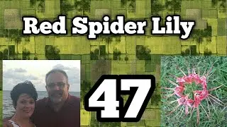 Red Spider Lily: Edible and Herbal