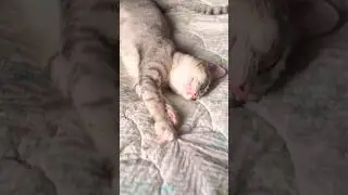 One of a kind💎#funny#funnycats#cat#pets#веселыекоты#прикольныекоты#funnyshorts#pets#cutecat#кот