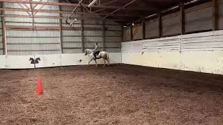 JAX Killian Gold: 2016 Morgan horse