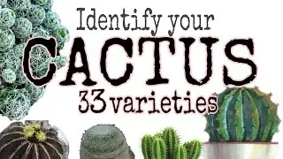Cactus Varieties with names.