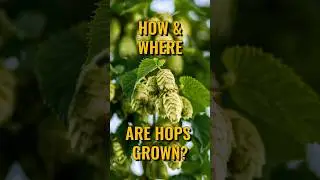 How & Where Are Hops Grown?