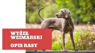 Wyżeł weimarski &ndash; charakterystyka i opis rasy