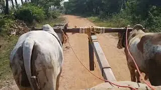 young bulls white and red colour bulls .... training to pulling cart 👌