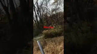 Pheasant hunting  with patches  pa opener