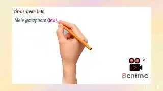 Male reproductive system of Taenia Solium⚡🎀 | Short video | Full concepts 
