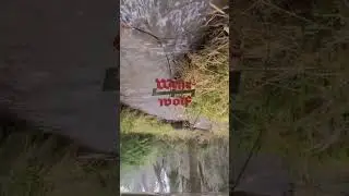 Grabendolch - Wehrwolf
