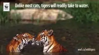 Amazing tiger facts