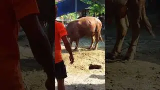 sapinya kuat,jadinya malah ngamuk#sapi #sapingamuk #sapijumbo #sapimengamuk #music#sapimental