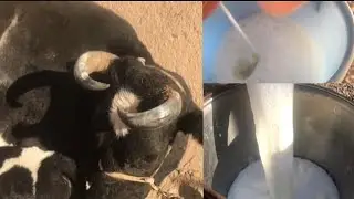 New cow nay milk 🥛 shoro kia | Sultan 8th vlog 
