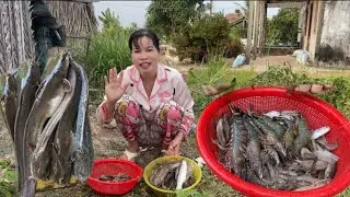 T516| Đi chài kênh bến trút được nhiều tôm sú bự và cá ngát cuộc sống mưu sinh (CHCM)