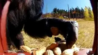 How wildfire almost destroyed Chimpanzee Sanctuary Northwest