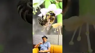 5 Aankhen, 6 Pair, Ek Rani! 🐝😲 Explained