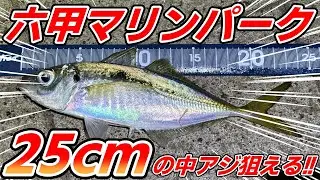 【六甲マリンパーク】25cm級の中アジが回遊！アジングでもサビキでも釣れるぞ！！
