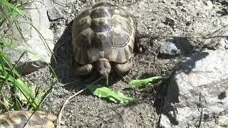 Europäische Landschildkröten richtig fütten, 6