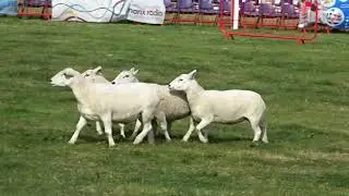 RMAS 2025 - Sheep Dog Trials