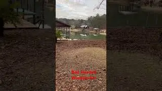 Rare Sight, Red Headed Woodpecker  On The Ground animals #nature #birds #calm