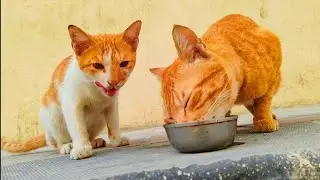 Feeding milk 🇺🇸🥛🙀 ❤️ to street two 🌿🐱stray cats which having struggle time in morning#cat#streetcats