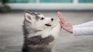 How to Teach a Dog to Shake Hands Using Treats