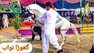 horse dance 2022| ghora nawab |Mela peer khlis wali minchan abad bahawalnagar 21 October