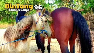 KUDA RENGGONG BINTANG 96 MAKIN GAYA
