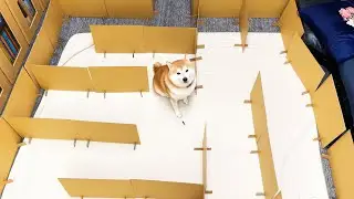 Giant maze and shibe