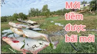 Lâu lắm mới kéo lại em cá tra cảm giác thật là đã bãi nầy câu cá tra là quá OK đó ae