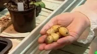 ¿Qué pueden hacer los transgénicos en la lucha contra el hambre?