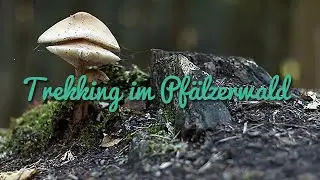 Trekking im Pfälzerwald