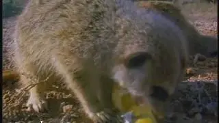 Meerkats-NomNomNomNomNomNomNom