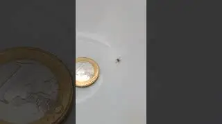 Oecobius (Ara&ntilde;a - Wall spider)