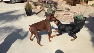 Helper Dog working with a Reactive Doberman