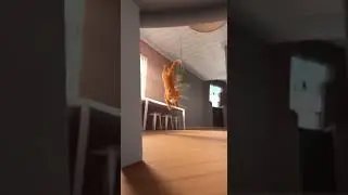 Cat Trains for Parkour Championship 🐱💨 | Funny CGI Animal Animation