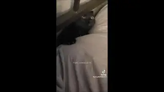 kitteh