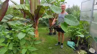 Kolokazja Leucocasia Thailand Giant i Colocasia esculenta Jack's Giant .👌🌱 Uprawa w ogródku.