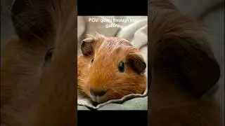 It's just all guinea pigs 🐹