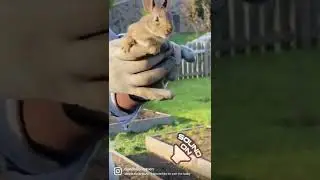 Baby bunny sounds like&hellip;. #urbangardening #urbanfarm