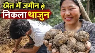 Khet ki zameen se nikla fresh Thazung 🌱Real village food, bilkul natural aur healthy ❤️