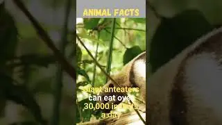 Giant Anteaters: The Ultimate Insect Eating Machine #shorts #facts