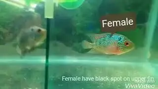 Difference between male & female Flowerhorn fish