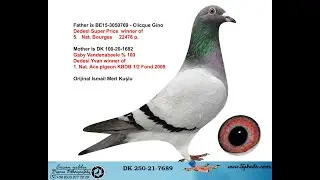DK250 21 7689