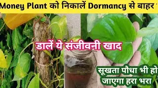 Money Plant सर्दियों में करेगा तेजी से ग्रोथ/डाल दें ये संजीवनी खाद/मनीप्लांट होगा हरा भरा चमकदार🌿