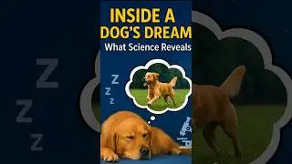 What Do Dogs Dream About? The Science Behind Canine Sleep