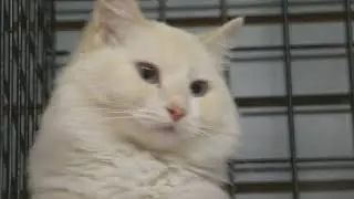 Hi Pi&ntilde;a Colada! [Cat Poses For Video] #AdorableCats #CreamCat #Cats #SweetCat #Welland
