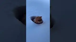 Cat vs Snow ❄️🐱 #animalshorts #funnydogs #laughwithpets