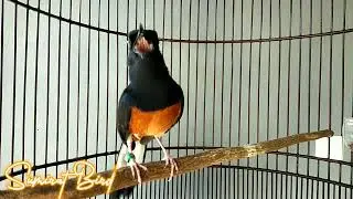 Murai Batu Pastol Gacor