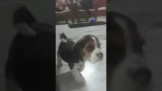 #snoopy