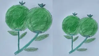 How to Draw Guava l| step by step ll pencil drawing || Paper craft