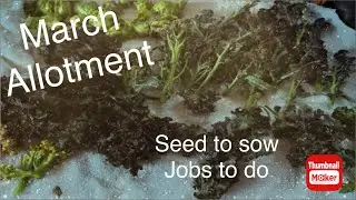 March allotment jobs and seed sowing
